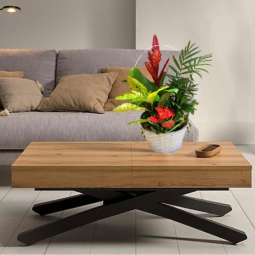 Cesta de plantas grande