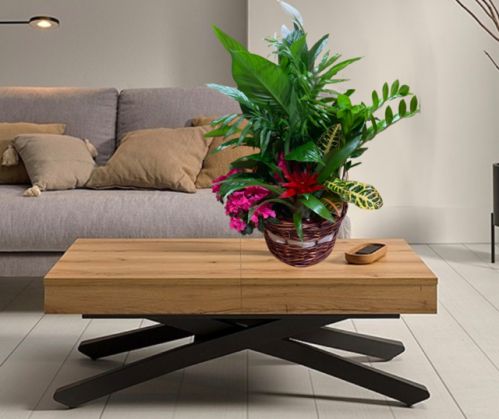 Cesta grande de plantas surtidas