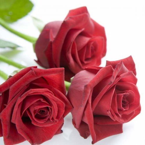flores